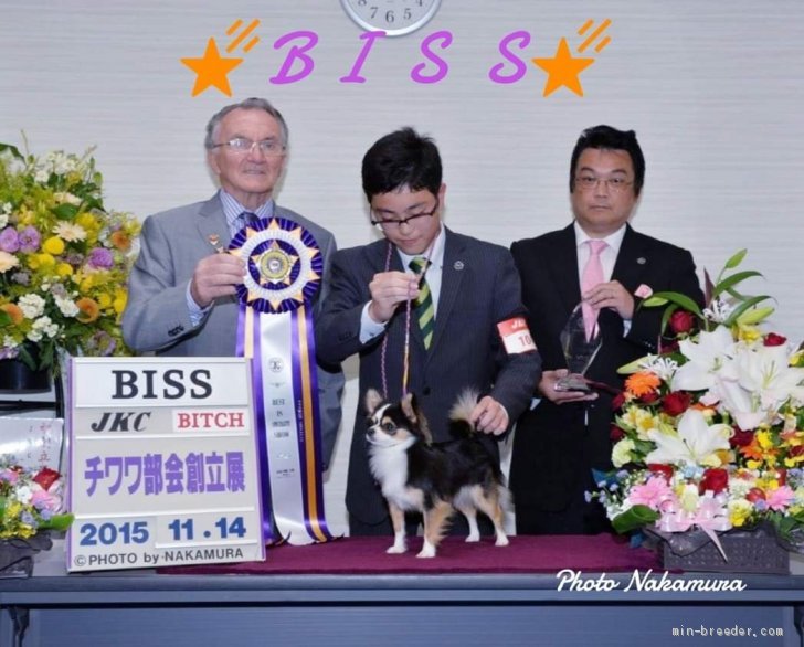 チワワ部会初代ＢＩＳＳ｜古澤　真一(ふるさわ　しんいち)ブリーダー(岡山県・チワワ(ロング)など・JKC登録)の紹介写真2