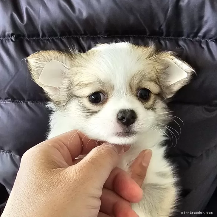 あずき 様のお迎えした子犬