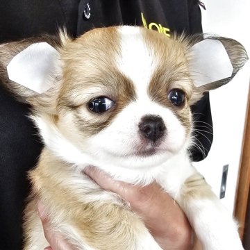 チワワ(ロング)【岡山県・男の子・2025年9月21日・フォーンホワイト】の写真「お父さんは米国産グランドアメリカチャンピオン」