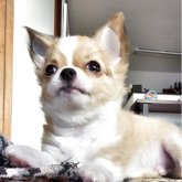 チワワ(ロング)