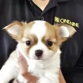 チワワ(ロング)