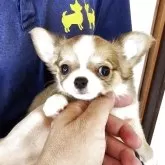 チワワ(ロング)