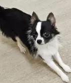 チワワ(ロング)【岡山県・男の子・2025年2月20日・ブラックホワイト】の写真2