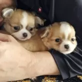 チワワ(ロング)【岡山県・男の子・2025年9月21日・フォーンホワイト】の写真4「右側は兄です」