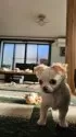 チワワ(ロング)【岡山県・女の子・2024年10月30日・フォーンホワイト】の写真6