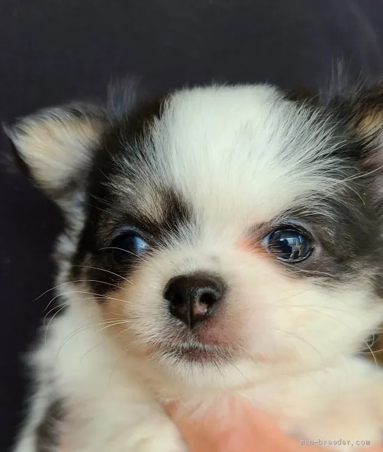 ShiN 様のお迎えした子犬
