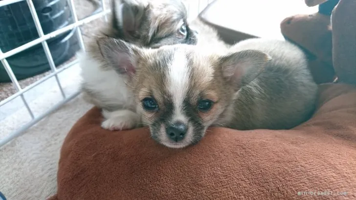 ID：2001-01570の子犬