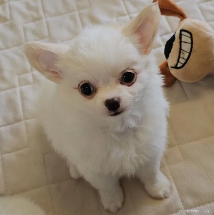 ID:2306-04187の子犬