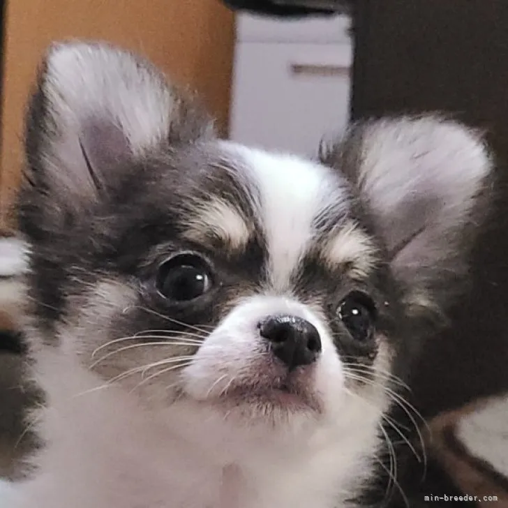ID:2302-02929の子犬