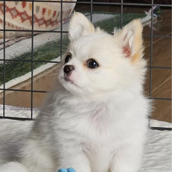 ID:2401-06671の子犬