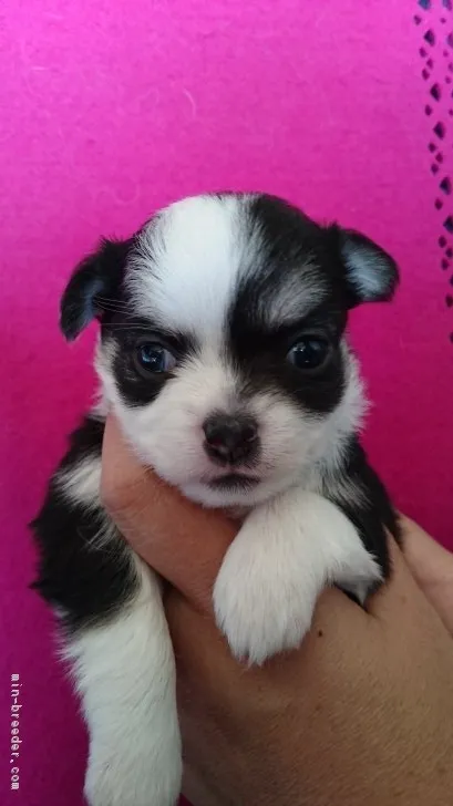 ID：1810-02508の子犬