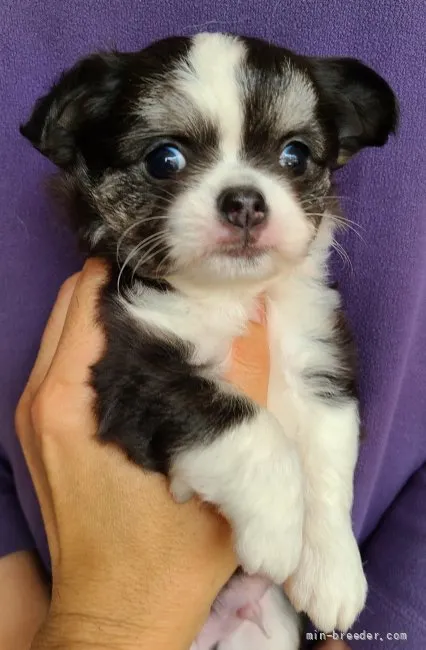 ID:2111-03397の子犬