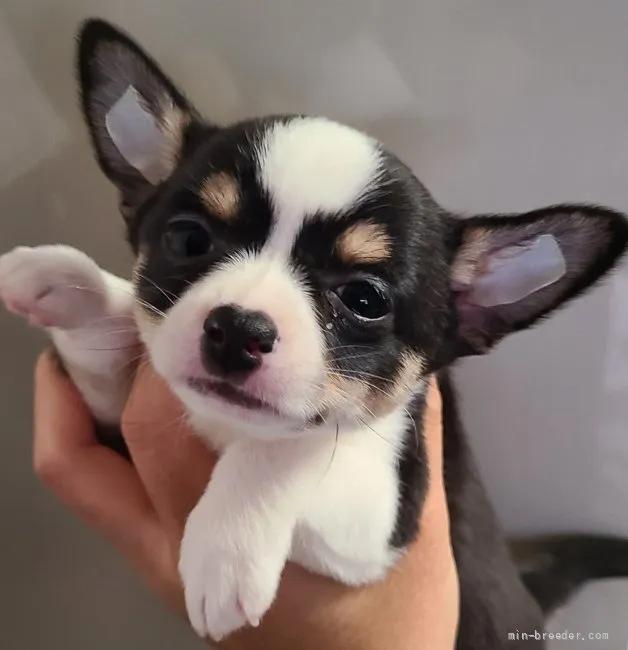 N.S 様のお迎えした子犬