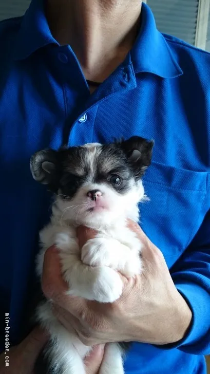 ID:1809-02955の子犬