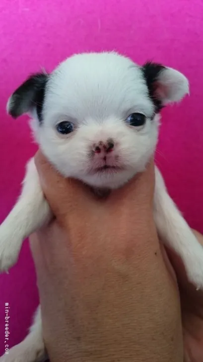 ID:1810-02509の子犬