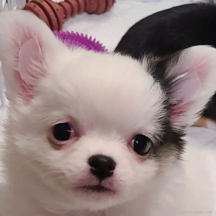 ID:2301-05281の子犬