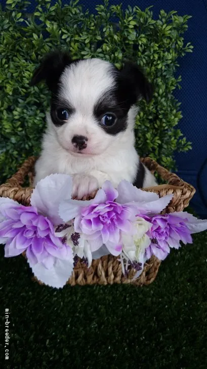 ID:1904-01586の子犬