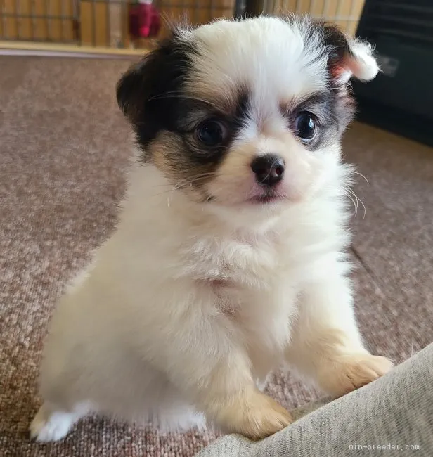 ID:2103-03094の子犬