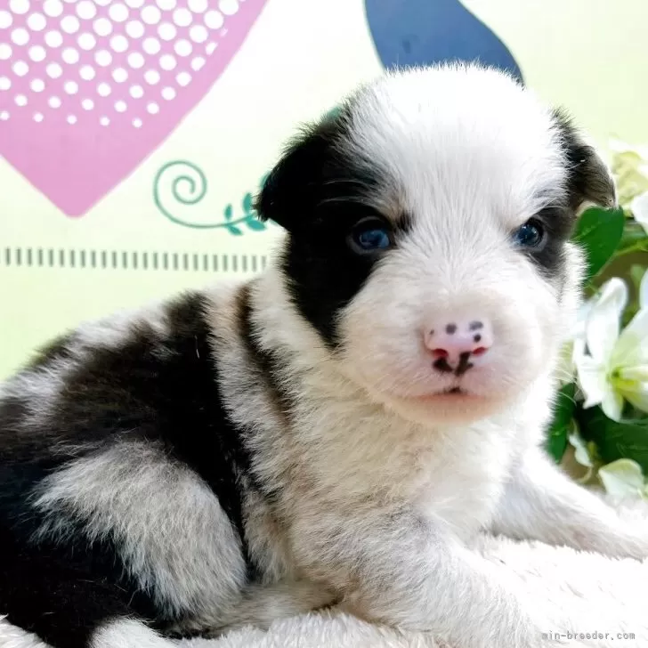 ID:2505-03255の子犬