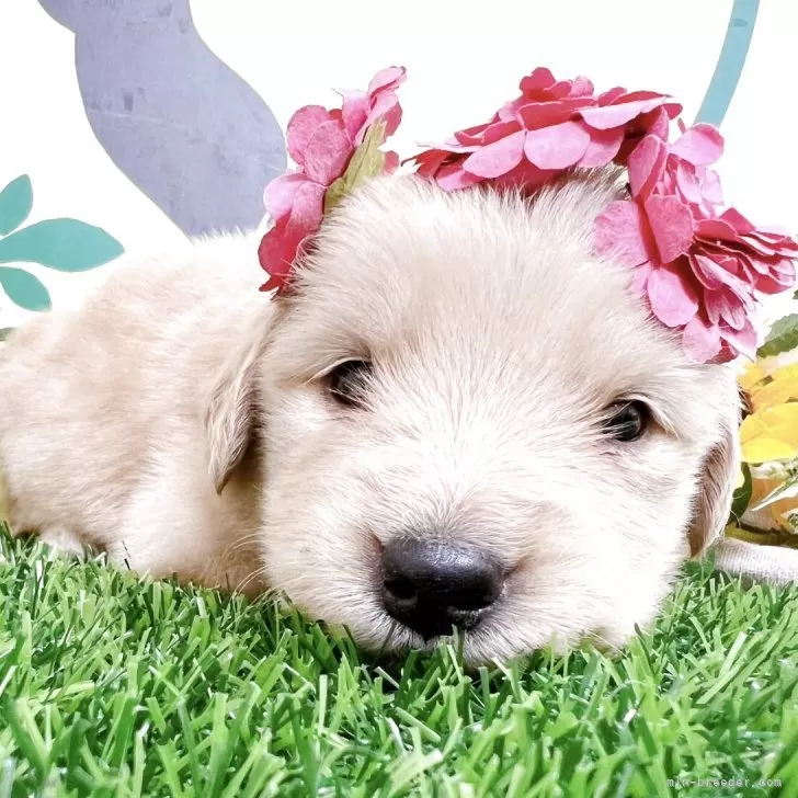 ID:2506-08118の子犬