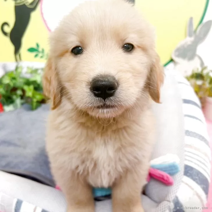 ID：2503-03024の子犬