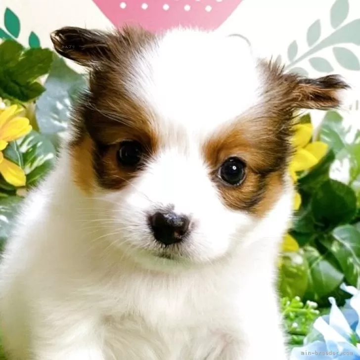 ID：2509-00204の子犬