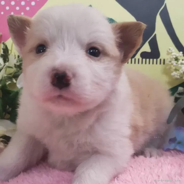 H.H 様のお迎えした子犬