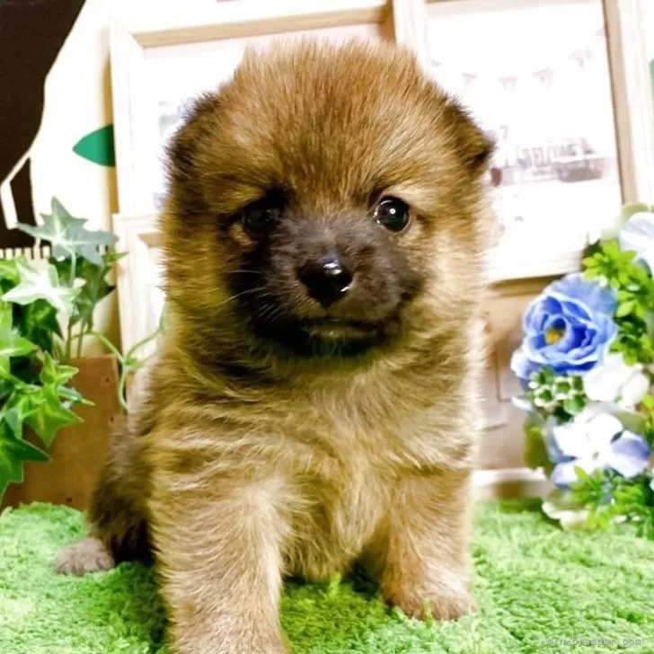 ID：2509-01342の子犬
