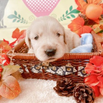 ゴールデンレトリバー【栃木県・男の子・2025年10月6日・ゴールデン】の写真「8頭兄妹です🎶」