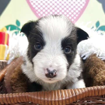 ボーダーコリー【栃木県・男の子・2025年11月11日・ブラック&ホワイト】の写真「8頭兄弟です！！」