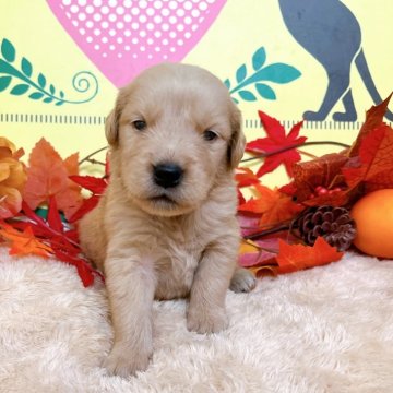 ゴールデンレトリバー【栃木県・男の子・2025年10月6日・ゴールデン】の写真「8頭兄妹です🎶」