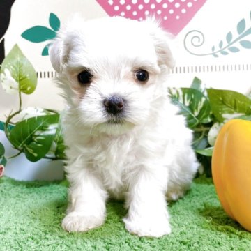 マルチーズ【栃木県・女の子・2025年7月26日・ホワイト】の写真「スクスク成長中です！」