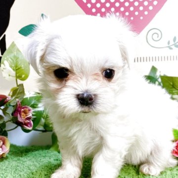 マルチーズ【栃木県・女の子・2025年7月26日・ホワイト】の写真「8頭兄弟です！！」