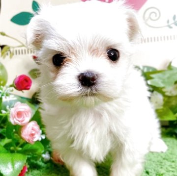 マルチーズ【栃木県・女の子・2025年7月26日・ホワイト】の写真「スクスク成長中です！」