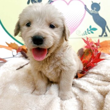 ゴールデンレトリバー【栃木県・女の子・2025年10月6日・ゴールデン】の写真「8頭兄妹です🎶」