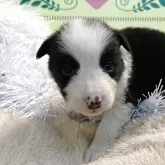 ボーダーコリー