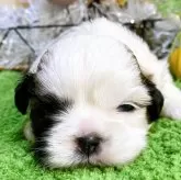 シーズー【栃木県・男の子・2024年11月22日・ホワイト&ゴールド】の写真1