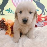 ゴールデンレトリバー