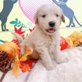 ゴールデンレトリバー【栃木県・男の子・2025年10月6日・ゴールデン】の写真1