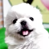 ペキニーズ