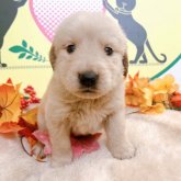 ゴールデンレトリバー