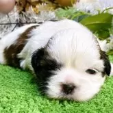 シーズー【栃木県・男の子・2024年11月22日・ホワイト&ゴールド】の写真2