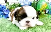 ミックス(ペキニーズ×シーズー)【栃木県・男の子・2025年4月5日・ホワイトゴールド】の写真5