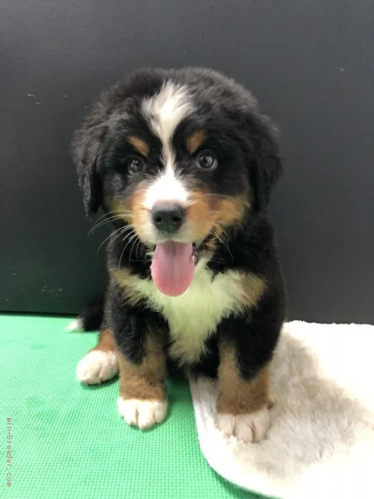 ID:1907-02570の子犬