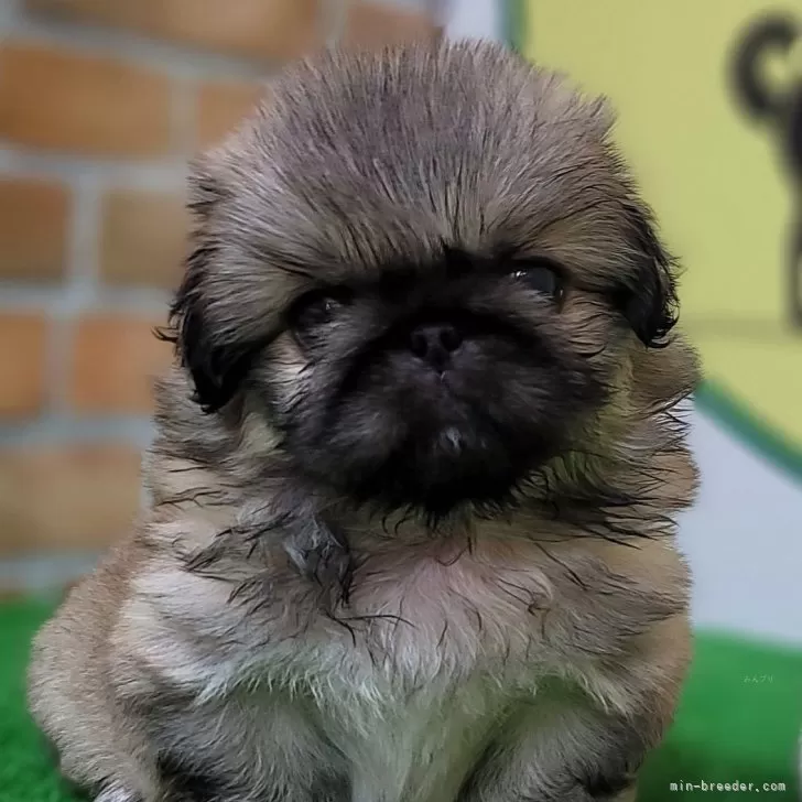 ID：2407-00952の子犬