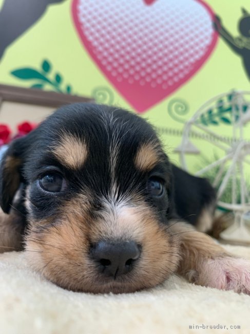 ミニチュアシュナウザーとキャバリアのミックス です 栃木県 男の子 21年1月26日 ブラックタン ホワイト 5頭兄弟です みんなのブリーダー 子犬id 2103