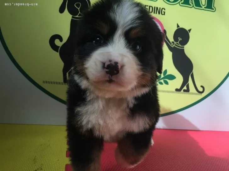 ID：1802-00636の子犬