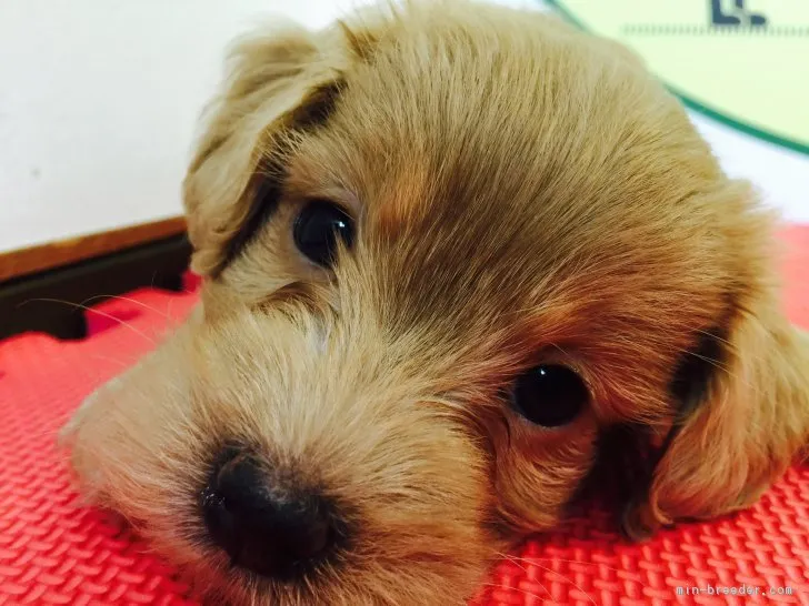 ID：1705-01408の子犬