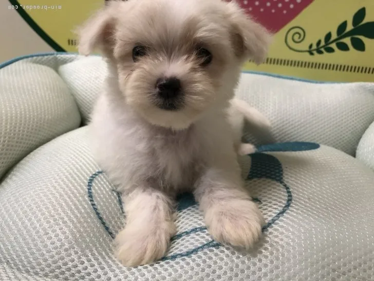 ID:1809-02294の子犬
