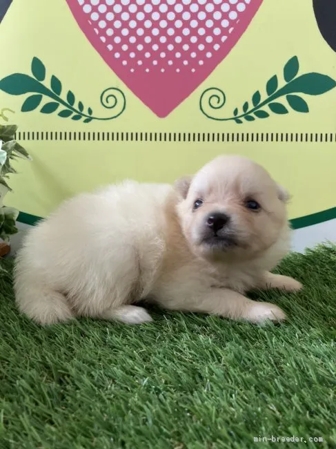 ID:2106-03145の子犬